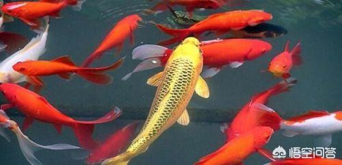 錦鯉魚常見病?錦鯉魚常見病圖片大全!