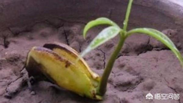 小孩吃剩的水果怎么处理(图6)