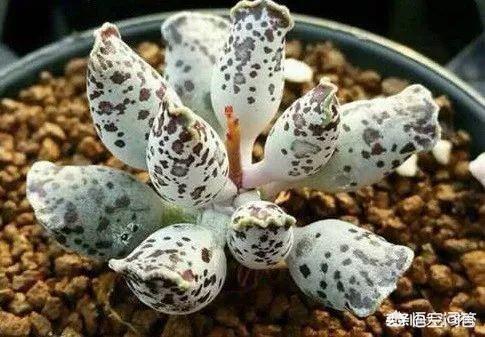 你家有那么多肉怎么吃(图17)