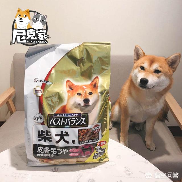 柴犬几个月可以吃成犬粮