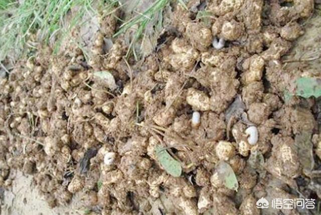 果园种植花生用什么药,果园种植花生用什么药防虫害