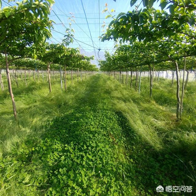 苹果园里种植草坪,苹果园里种植草坪好吗