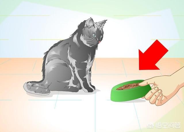 公猫做了绝育之后要注意什么,第8张