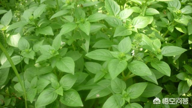 花园种植植物-花园种植植物推荐