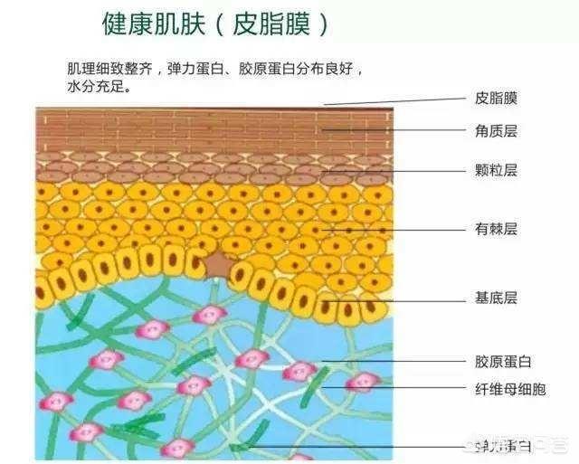 肌肤毛孔粗大怎么保养(图11)