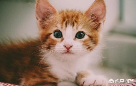 猫咪拉屎带血是怎么回事