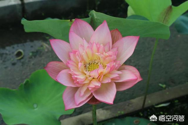 荷花图片大全大图高清图片 唯美