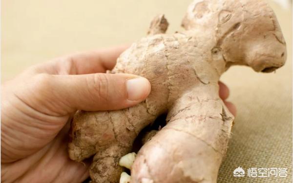 生姜阳台种植技术,生姜阳台种植技术视频