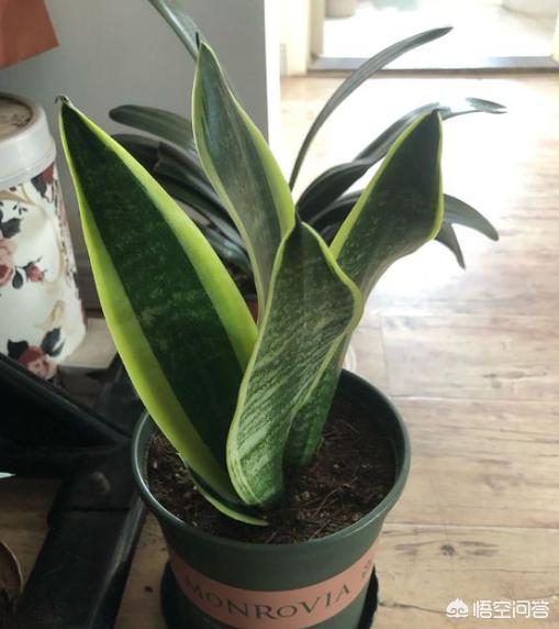 虎皮兰叶子枯萎，请问是怎么回事？可以挽救吗,第27张