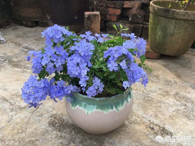 阳台种植的花,阳台种植的花卉