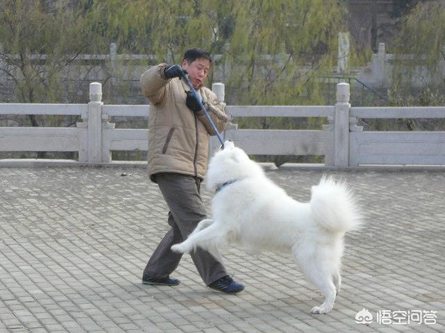 [萨摩耶狗狗图片]萨摩耶喜欢抱人小腿，该怎么戒掉它的坏毛病？