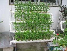 阳台菜种植方法,阳台菜种植方法视频