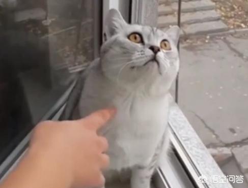 普及知识：如何让猫咪记住自己的名字,第6张