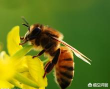 蜜蜂小知识，蜜蜂小知识科普三年级