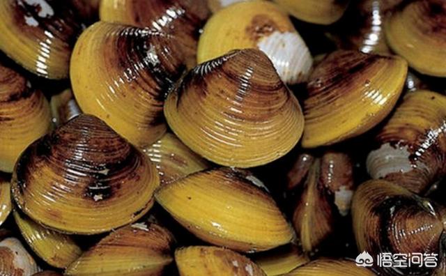 鱼缸不用过滤器，水也不绿的生态养鱼法,第1张