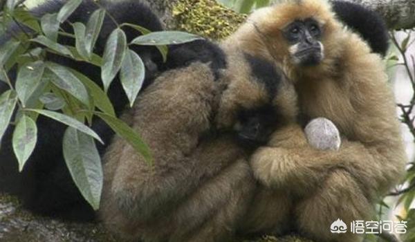 濒危动物有哪些图片_濒危动物图表