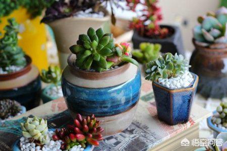 家中花草有虫,怎么办