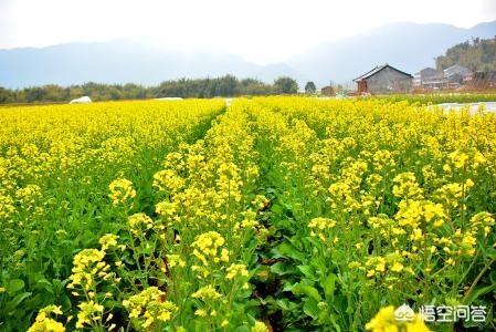 果园适合种植什么草种子,果园适合种植什么草种子呢