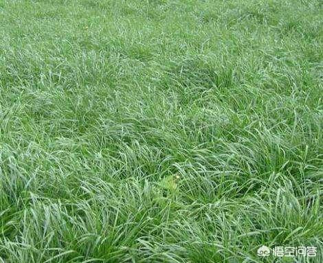 苹果园最新种植模式,苹果园最新种植模式是什么