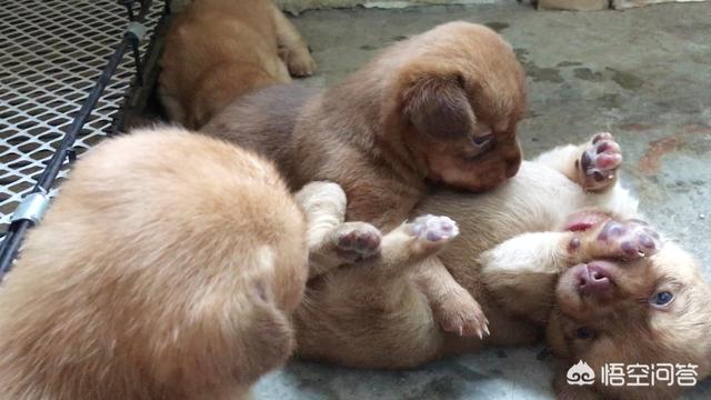 两个月的孕妇吃什么好