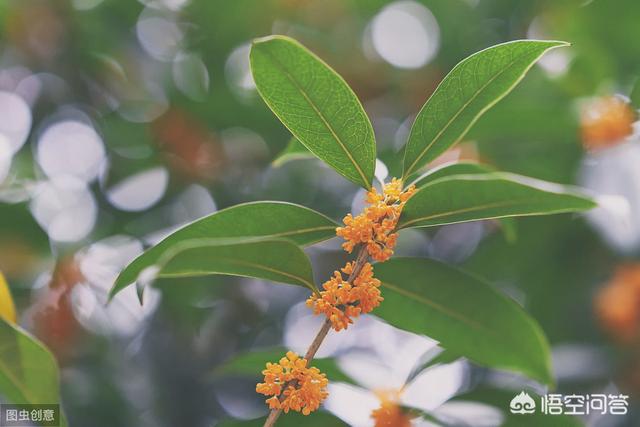 花卉叶子边缘焦枯?花卉叶子边缘焦枯怎么回事!