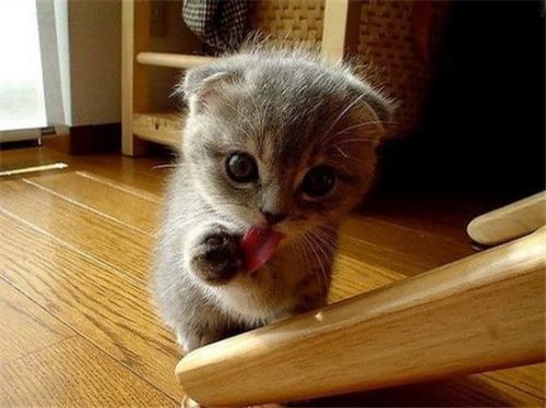 猫妈海外生活，猫妈海外生活视频