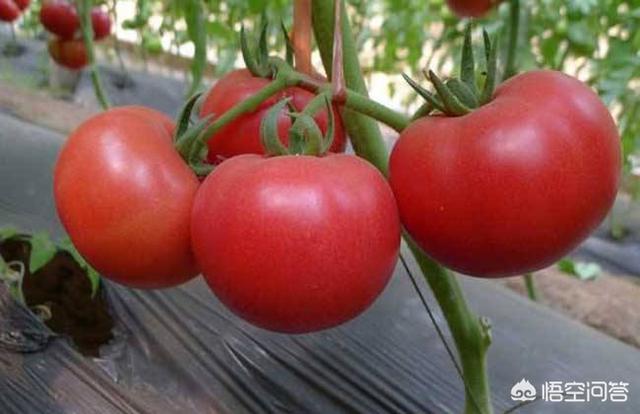 本地蔬菜种植，本地蔬菜种植小调查