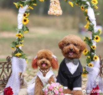 我家泰迪日了我?!