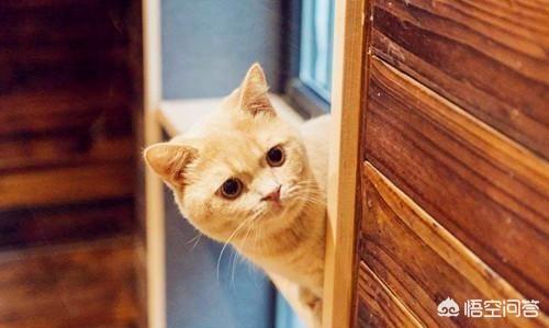 養寵物圖片?文明飼養寵物圖片!