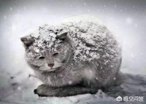 如何和流浪猫建立信任,第8张
