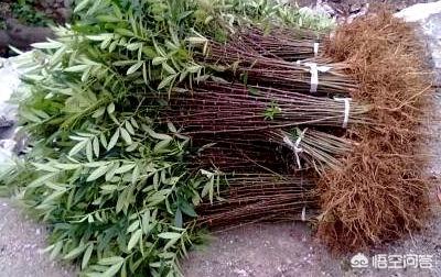 种花椒 （种花椒一亩挣多少钱）