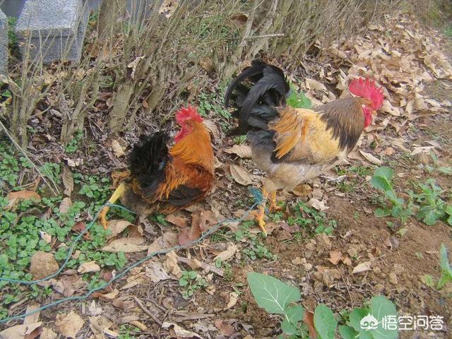 大家好，我想问下大家猪和鸡能同时在果园里散养吗？