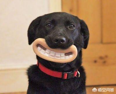 寵物不聽話?寶可夢寵物不聽話!