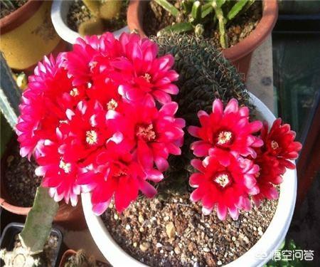 仙人掌开花图片（仙人球什么时候开花？仙人球开花后怎么办？）