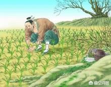 揠苗助长怎么念（揠苗助长的意思读音）