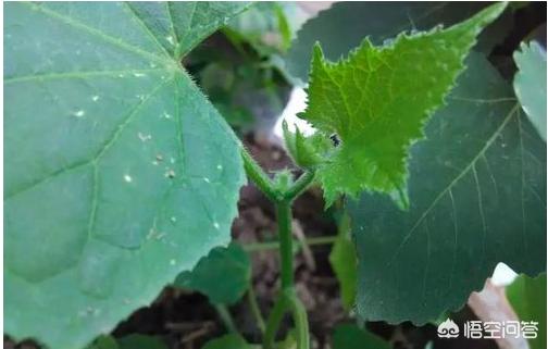 黄瓜的阳台种植方法,黄瓜的阳台种植方法视频