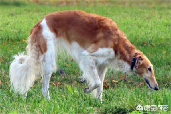 獵犬排名?獵犬排名前十名!
