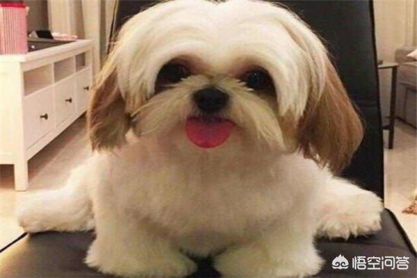 獵犬排名?獵犬排名前十名!