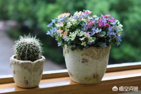 家中花草有虫,怎么办