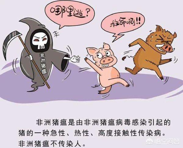 猪饲料不加同源血浆会怎么样-