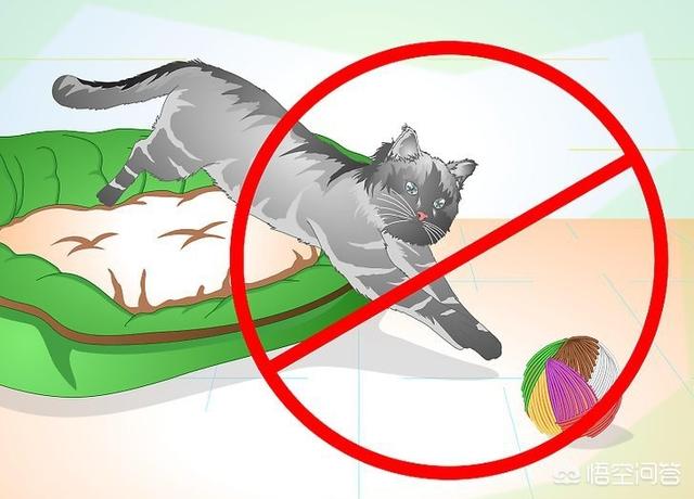 公猫做了绝育之后要注意什么,第11张