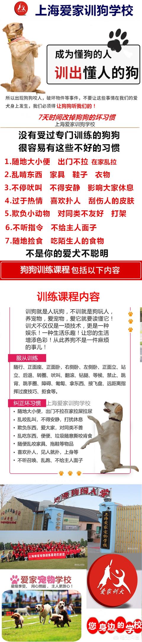 如何訓狗?如何訓狗的十條好方法!