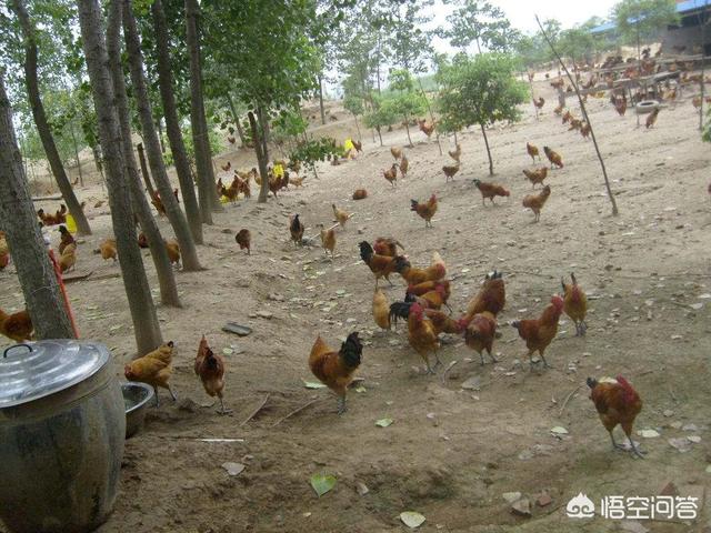 怎么养殖家鸡