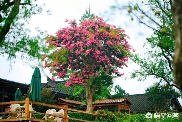 庭院种植花卉的花季? 庭院种植花卉的花季节是几月!