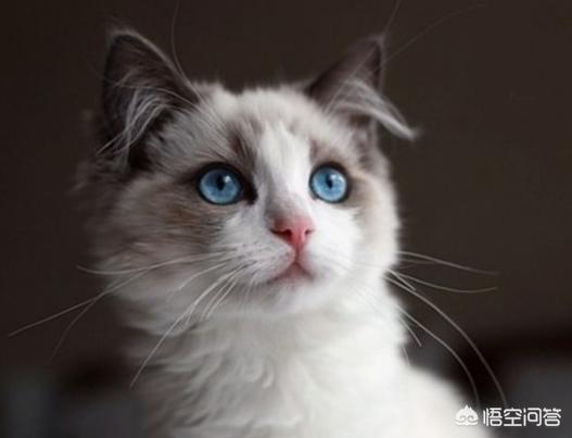 魔法使的猫，魔法使的猫出版