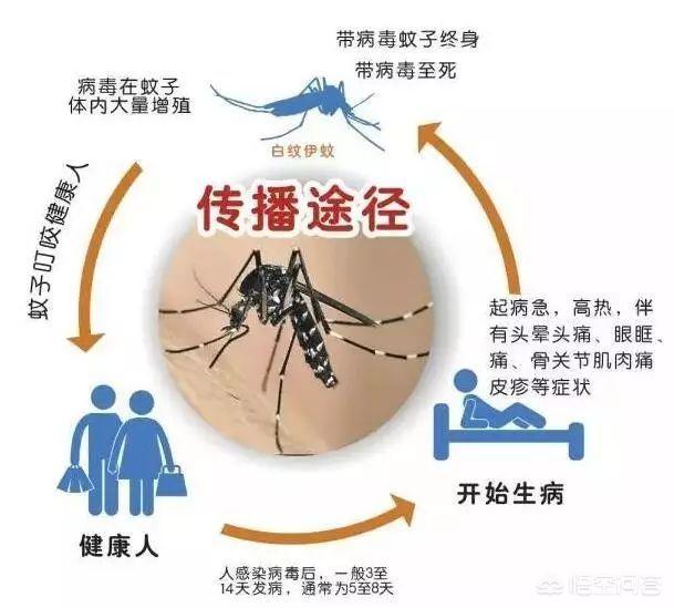 花斑蚊?花斑蚊图片!