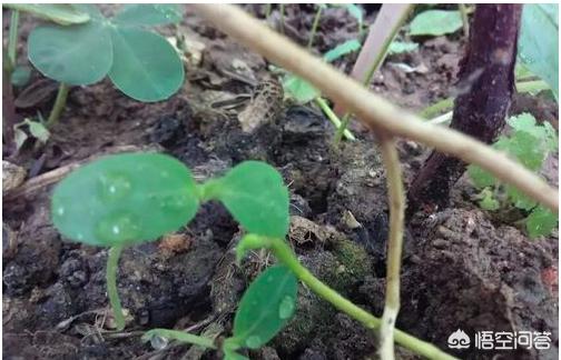 黄瓜的阳台种植方法,黄瓜的阳台种植方法视频