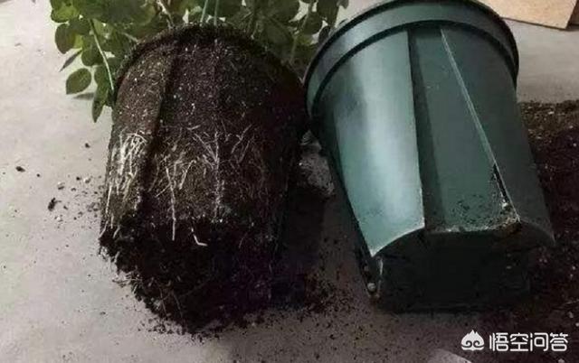 绿化种植土质量标准 花盆图片-绿化种植土质量标准 花盆图片大全