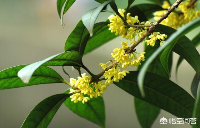 花卉通用肥执行标准? 花卉通用肥执行标准最新!