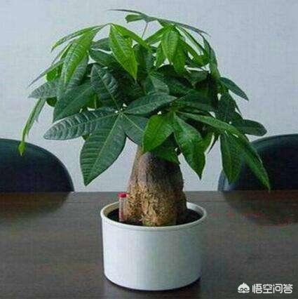 花卉秋天能施肥吗? 花卉秋天能施肥吗北方!